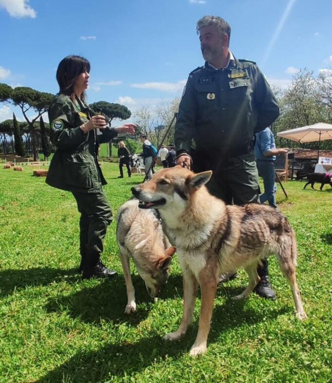 castelli romani stop ai botti e fuochi artificiali guardia zoofila