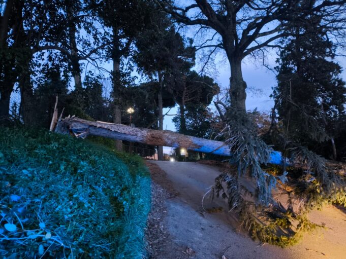 velletri cadute di alberi e pali