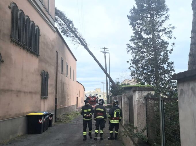 Castel Gandolfo Albero caduto (1)