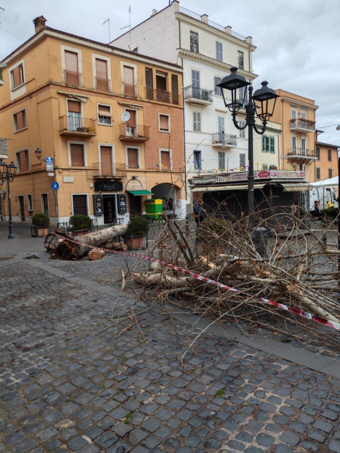 Frascati albero caduto