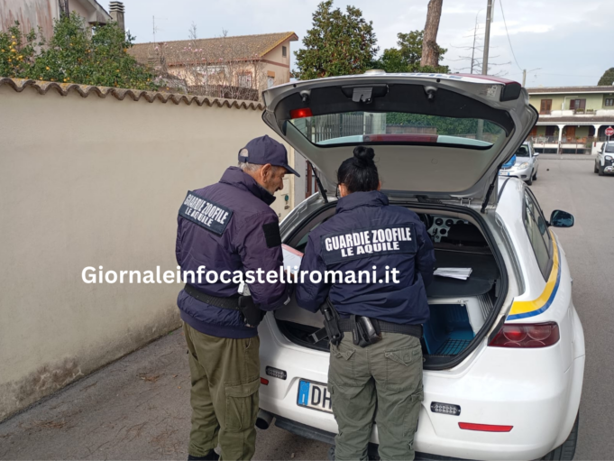 anzio ritrovamento carcassa di animale davanti una casa