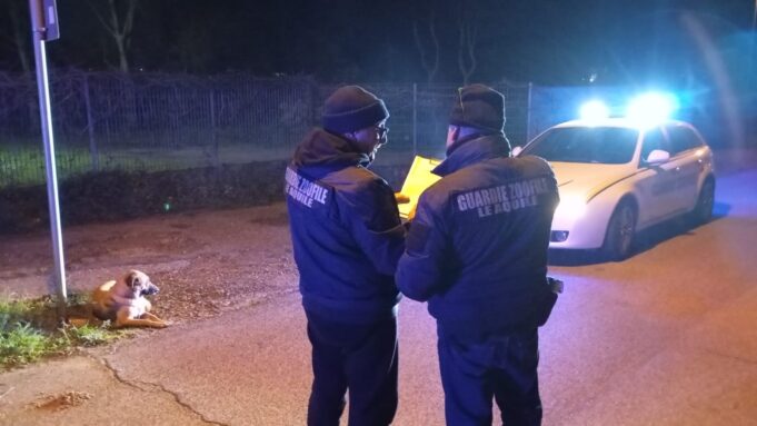 nettuno cagnolino di pochi mesi abbandonato a un palo