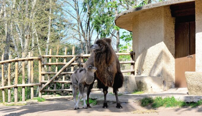 Bioparco è nato un cammellino (2)