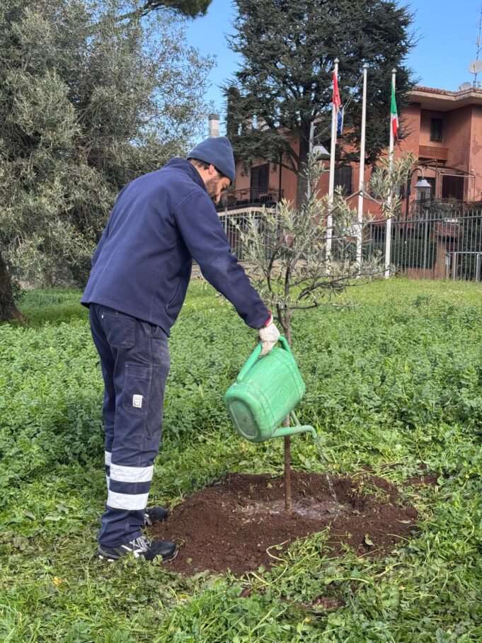 grottaferrata piantate tre giovani piante di ulivo